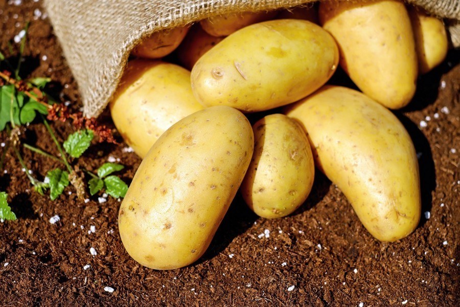 Jaký varný typ brambor?